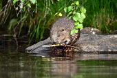 Beaver gnawing on branch beaver,eurasian beaver,rodent,mammal,large rodent,river,lake,wetlands,aquatic,aquatic mammal,gnaw,gnawing,feeding,wet,biting,feet,webbed,webbed feet,claws,fur,tail,paddle,herbivore,herbivorous,Eurasia