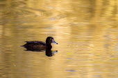 Female tufted duck gently ripples the water tufted duck,duck,lake,water,pond,wetland,reflection,eye,yellow eye,bill,female duck,female,female tufted duck,wildfowl,aquatic,bird,birds,birdlife,plumage,paddling,paddle,swimming,least concern,waterf