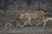Lioness shows affection to her cub lion,big cat,cat,female lion,mother and cub,motherhood,caring,cub,parenting,parental,lioness,Africa,African,national park,predator,apex predator,carnivore,safari,cats,vulnerable,wild cat,wild,wildlife