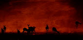 Springboks in the Kalahari springbok,ungulate,springboks,morning,Africa,desert,sunrise,dawn,orange,red,redsky,pronk,pronking,behaviour,silhouette,terrestrial,herbivore,herbivores,herbivorous,jumping,jump,herd,Sprinbok,Antidorca