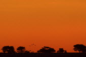 Crows mobbing a vulture white-backed vulture,Gyps africanus,vulture,scavenger,scavengers,mobbed,crows,crow,behaviour,defense,fight,mob,mobbing,aerial,air,bird,birds,birdlife,sunset,tree line,trees,silhoutte,dusk,landscape,ho