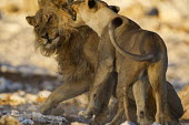 Lioness 'screaming' at a lion lion,lioness,lions,mane,lion mane,couple,couples,relationship,argument,Africa,African,savannah,savanna,cat,cats,big cat,big cats,roar,behaviour,big five,safari,predator,predators,Panthera leo,Felidae,