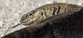 Angola monitor lizard flicking its tongue Angolan white-throated monitor,Varanus albigularis angolensis,Varanus albigularis,monitor,monitor lizard,lizards,lizards and snakes,reptile,reptiles,tongue,scales,scaly,arid,dry,scavenger,scavenge,pre