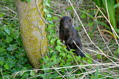 American mink cautiously watching from the base of a tree in France mink,vison,invasive species,minks,carnivores,carnivore,mustelids,mustelid,ivy,vine,France,French,invader,fur,fur trade,mammal,American Mink,Neovison vison,Carnivores,Carnivora,Weasels, Badgers and Ott
