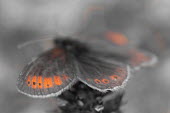 Black and white image of Rätzers ringlet butterfly with orange highlights alpine,alps,animals,biodiversity,butterflies,butterfly,christi,close-up,macro,vulnerable,entomology,erebia,habitat,insects,iucn,life,mountain,nature,pattern,rare,ratzer,rätzers,ringlet,wild,wildlife,