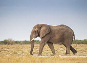 Lone African elephant wander across grassland elephant,African elephant,Africa,mammal,mammals,tusks,trunk,wandering,lonesome,solo,grassland,blue sky,sky,vulnerable,side-on,herbivore,herbivorous,IUCN redlist,mastodons,terrestrial,adult,national pa