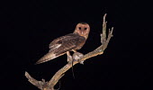 An adult male Australian masked owl perching with a fresh kill bird,birds,birdlife,avian,aves,wings,flight,feathers,nocturnal,nocturn,Strigidae,Tytonidae,owl,owls,Australia,Australian,talons,claws,eyes,night time,startled,alarmed,plumage,rat,rodent,kill,dinner,su