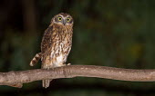 Southern boobook perching on a branch bird,birds,birdlife,avian,aves,wings,flight,feathers,nocturnal,nocturn,Strigidae,Tytonidae,owl,owls,Australia,Australian,talons,claws,eyes,night time,startled,alarmed,plumage,least concern,Southern bo