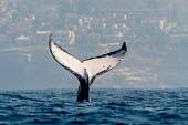 The iconic fluke of a humpback whale tail,tail fin,fluke,tail slap,humpback,humpback whale,whale,whales,whales and dolphins,cetacean,cetaceans,fins,fin,dorsal,dorsal fin,marine,marine life,sea,sea life,ocean,oceans,water,underwater,aquat