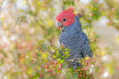 Gang-gang cockatoo in a tree bird,birds,birdlife,avian,aves,wings,flight,feathers,parrot,parrots,colour,colourful,parakeet,cockatoo,grey,red,red head,tree,garden,park,Australia,Australian,least concern,perched,perch,berry,berries