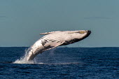 Humpback whale breaching breach,breaching,behaviour,jumping,slap,natural wonder,fall,big,belly,humpback,humpback whale,whale,whales,whales and dolphins,cetacean,cetaceans,fins,fin,dorsal,dorsal fin,marine,marine life,sea,sea