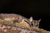 Squirrel glider clinging to tree mammal,possum,Australia,Australian,tree life,arboreal,canopy,glide,glider,sugar glider,flying mammal,night time,dark,black,ears,claws,paws,feet,toes,nails,climbing,climber,tiny,shy,scared,fur,furry,Sq