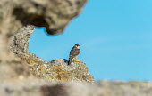 Peregrine falcon watching from the rocky cliffs bird,birds,birdlife,avian,aves,wings,flight,feathers,bird of prey,birds of prey,predator,talons,carnivore,hunter,falcon,peregrine,peregrine falcon,blue sky,rock,rocks,rock face,coastal,coast,coastline