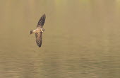 Sand martin flies over the water Avijan Saha martin,sand martin,bird,flight,flying,wing,wings,air,india,bengal,water,action,birds,Sand martin,Riparia riparia,Aves,Birds,Perching Birds,Passeriformes,Chordates,Chordata,Swallows,Hirundinidae,Carnivorous,North America,Shore,Temperate,Ponds and lakes,IUCN Red List,Least Concern,Riparia,Flying,Animalia,Wetlands,South America,Africa,Asia,Temporary water,Savannah,Europe,Agricultural,Streams and rivers,Sand-dune