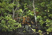 Bengal tiger hides among mangroves tiger,bengal tiger,big cat,endangered,eyes,piercing,hiding,resting,watching,mangroves,mangrove forest,sundarban,sundarbans,india,bengal,mud,big cats,Bengal tiger,Panthera tigris tigris,Mammalia,Mammal