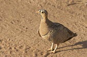 The inquisitive look of a black-faced sandgrouse Tanzania,black-faced sandgrouse,sandgrouse,Pterocles decoratus,Animalia,Chordata,Aves,Pterocliformes,Pteroclidae,sand,brown,camouflage,adult,bird,birds,Black-faced sandgrouse