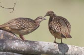 Two crested francolin perched on a tree branch Tanzania,crested francolin,Francolinus sephaena,Dendroperdix sephaena,Animalia,Chordata,Aves,Galliformes,Phasianidae,two,2,pair,branch,rear,side,profile,perched,perching,Crested francolin
