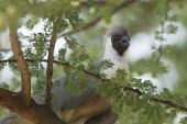 Black-faced go-away-bird caws in the trees Tanzania,bare-faced go-away-bird,Corythaixoides personata leopoldi,Corythaixoides leopoldi,black-faced go-away-bird,Animalia,Chordata,Aves,Musophagiformes,Musophagidae,bird,birds,go-away-bird,go-away-
