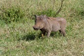 Warthog foraging in the grassland Tanzania,Phacochoerus africanus,warthog,Animalia,Chordata,Mammalia,Cetartiodactyla,Suidae,warthogs,single,one,grass,Warthog,Mammals,Chordates,Hogs and Pigs,Even-toed Ungulates,Artiodactyla,Phacochoeru
