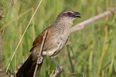 White-browed coucal perched among the grass showing its beady red eye Tanzania,Centropus s. superciliosus,white-browed coucal,Burchell's coucal,Centropus superciliosus,Animalia,Chordata,Aves,Cuculiformes,Cuculidae,cuckoo family,cuckoo,profile,portrait,close up,close-up,