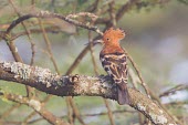 Eurasian hoopoe perched on a lichen covered branch Tanzania,Upupa epops,Eurasian hoopoe,hoopoe,hoopoes,rear view,branch,rear,habitat,profile,shallow focus,feathers,perching,perched,Upupiformes,Upupidae,Hoopoe,Aves,Birds,Coraciiformes,Rollers Kingfishe