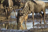 Wildebeest drinking from sparse muddy puddles Tanzania,wildebeest,Connochaetes taurinus,gnoe,antelope,antelopes,mammal,mammals,gnu,mud,puddle,drinking,drink,Blue wildebeest,Mammalia,Mammals,Even-toed Ungulates,Artiodactyla,Bovidae,Bison, Cattle,