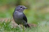 An ashy flycatcher stands bold against the grass ashy flycatcher,Muscicapa caerulescens,Tanzania,ashy alseonax,grey,bird,birds,close up,close-up,portrait,profile,shallow focus,negative space,copy space,Animalia,Chordata,Aves,Passeriformes,Muscicapid
