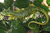 Abronia sitting on leaves endangered,endemic,Mexico,IUCN,IUCN red list,redlist,Abronia,Abronia graminea,reptile,reptiles,scales,scaly,reptilia,lizards and snakes,terrestrial,cold blooded,texture,green,tail,camouflage,camo,patt