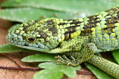 Face shot of Bromeliad arboreal alligator lizard Bromeliad arboreal alligator lizard,Abronia,arboreal,alligator lizard,Mexico,reptile,reptiles,scales,scaly,reptilia,lizards and snakes,terrestrial,cold blooded,vulnerable,IUCN,IUCN red list,red list,c