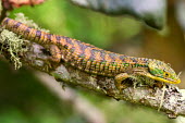 Abronia lying across branch endangered,endemic,Mexico,IUCN,IUCN red list,redlist,Abronia,Abronia graminea,reptile,reptiles,scales,scaly,reptilia,lizards and snakes,terrestrial,cold blooded,texture,green,camouflage,camo,pattern,s
