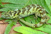 Bromeliad arboreal alligator lizard curled on a leaf Bromeliad arboreal alligator lizard,Abronia,arboreal,alligator lizard,Mexico,reptile,reptiles,scales,scaly,reptilia,lizards and snakes,terrestrial,cold blooded,vulnerable,IUCN,IUCN red list,red list,c