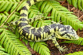 Bromeliad arboreal alligator lizard on fern Bromeliad arboreal alligator lizard,Abronia,arboreal,alligator lizard,Mexico,reptile,reptiles,scales,scaly,reptilia,lizards and snakes,terrestrial,cold blooded,vulnerable,IUCN,IUCN red list,red list,c