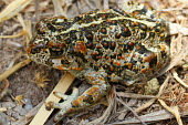 An Amargosa toad camouflaged on the ground Amargosa toad,Anaxyrus nelsoni,endangered,IUCN,IUCN red list,red list,toad,toads,amphibia,frogs and toads,amphibian,amphibians,amphibious,permeable,porous,skin,warts,glands,wart,gland,pigment,close-up