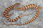 Two Panamint alligator lizards eyeing each other up on a rock vulnerable,red list,IUCN,IUCN red list,rock,stone,confrontation,angry,annoyed,stare off,eyes,tail,tails,close-up,stripe,stripes,California,US,USA,America,alligator lizard,reptile,reptiles,scales,scaly