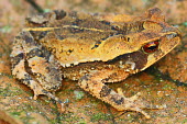 Side profile of a large-crested toad on a leaf Large-crested toad,Incilius cristatus,critically endangered,critical,red list,IUCN red list,IUCN,toad,toads,amphibia,frogs and toads,amphibian,amphibians,amphibious,permeable,porous,skin,warts,glands,