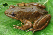 Moore's frog on a leaf endangered,IUCN,IUCN red list,red list,frog,frogs,frogs and toads,semi-aquatic,amphibia,amphibian,amphibians,amphibious,permeable,porous,skin,feet,webbed feet,toes,eyes,eye,brown,leaf,lily pad,wet,pon