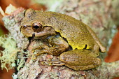 Ixil spikethumb frog sitting on a branch critically endangered,critical,IUCN,IUCN red list,red list,frog,frogs,frogs and toads,semi-aquatic,amphibia,amphibian,amphibians,amphibious,permeable,porous,skin,feet,webbed feet,toes,eyes,eye,brown,w