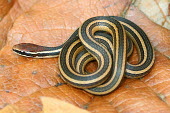 Ribbon graceful brown snake coiled amongst leaf-litter vulnerable,IUCN,IUCN red list,red list,snake,snakes,reptile,reptiles,scales,scaly,reptilia,lizards and snakes,terrestrial,cold blooded,pigment,stripy,striped,lined,lines,leaf,tiny,small,macro,delicate