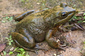 Moore's frog on sandy ground endangered,IUCN,IUCN red list,red list,frog,frogs,frogs and toads,semi-aquatic,amphibia,amphibian,amphibians,amphibious,permeable,porous,skin,feet,webbed feet,toes,eyes,eye,brown,wet,pondlife,legs,sli
