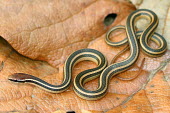 Ribbon graceful brown snake hunting in leaf-litter vulnerable,IUCN,IUCN red list,red list,snake,snakes,reptile,reptiles,scales,scaly,reptilia,lizards and snakes,terrestrial,cold blooded,pigment,stripy,striped,lined,lines,leaf,tiny,small,macro,delicate