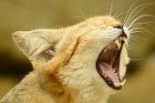 Sand cat yawning feline,cat cats,carnivore,felis,sand cat,carnivora,felidae,small cats,felinae,felis margarita,yawning,yawn,tired,funny,humorous,mouth,teeth,Felis margarita,Captive,Chordates,Chordata,Mammalia,Mammals,