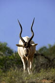 Addax antelope roaming antelope,antelopes,herbivores,herbivore,vertebrate,mammal,mammals,terrestrial,nomad,nomadic,park,national park,ungulate,indigenous,horns,horn,Africa,African,savanna,savannah,desert,Addax,Addax nasomac