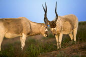 Two Addax antelope greeting antelope,antelopes,herbivores,herbivore,vertebrate,mammal,mammals,terrestrial,nomad,nomadic,park,national park,ungulate,indigenous,horns,horn,Africa,African,savanna,savannah,desert,body,scrub,scrublan