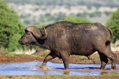 Cape buffalo walking through water hole herbivores,herbivore,vertebrate,mammal,mammals,terrestrial,Africa,African,nomad,nomadic,park,national park,ungulate,landscape,savanna,savannah,safari,buffalo,cattle,mass,herd,migration,migrate,aerial,