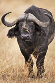 Cape buffalo bull with oxpecker herbivores,herbivore,vertebrate,mammal,mammals,terrestrial,Africa,African,nomad,nomadic,park,national park,ungulate,horn,hornface,profile,savanna,savannah,safari,buffalo,cattle,oxpecker,bird,bird bird