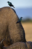 Greater blue-eared (glossy) starling on a buffalo insectivore insectivores,Africa,African,nomad,nomadic,park,national park,ungulate,horn,horn face,profile,savanna,savannah,safari,buffalo,cattle,starling,starling bird,birds,birdlife,behaviour,cleaner,