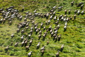 Aerial view of Cape buffalo migrating across grassland herbivores,herbivore,vertebrate,mammal,mammals,terrestrial,Africa,African,nomad,nomadic,park,national park,ungulate,landscape,savanna,savannah,safari,buffalo,cattle,mass,herd,migration,migrate,Cape bu
