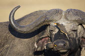 Landscape view of Cape buffalo and red-billed oxpecker insectivore,insectivores,Africa,African,nomad,nomadic,park,national park,ungulate,horn,horn face,profile,savanna,savannah,safari,buffalo,cattle,oxpecker,bird,birds,birdlife,behaviour,cleaner,cleaning,