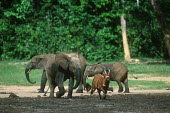 Bongo being chased by a baby elephant herbivores,herbivore,vertebrate,mammal,mammals,terrestrial,ungulate,horn,horns,Africa,safari,chase,chasing,run,running,territorial,elephant,calf,mud,forest,muddy,jungle,co-exist,co-existing,Bongo,Trag