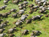 Aerial view of Cape buffalo migrating across grassland herbivores,herbivore,vertebrate,mammal,mammals,terrestrial,Africa,African,nomad,nomadic,park,national park,ungulate,landscape,savanna,savannah,safari,buffalo,cattle,mass,herd,migration,migrate,Cape bu